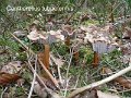 Craterellus tubaeformis-amf384
